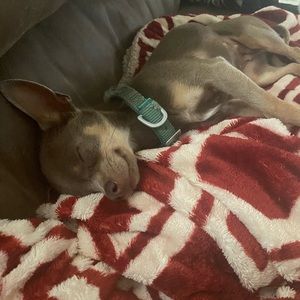 Meet your Posher, Ann